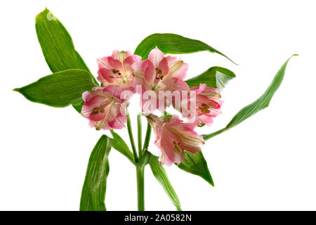 Cinq fleurs d'Alstroemeria roses fleurissent sur une seule tige sur un fond blanc Uni Banque D'Images