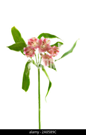 Cinq fleurs d'Alstroemeria roses fleurissent sur une seule tige sur un fond blanc Uni Banque D'Images