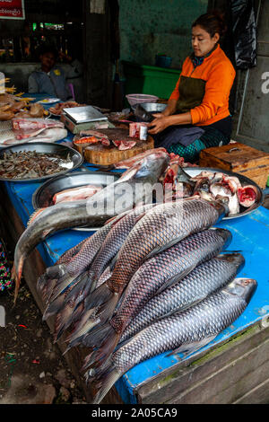 Une femme vendant Birmans en poisson frais du marché Mingalar, Nyaung Shwe, le lac Inle, l'État de Shan, Myanmar. Banque D'Images