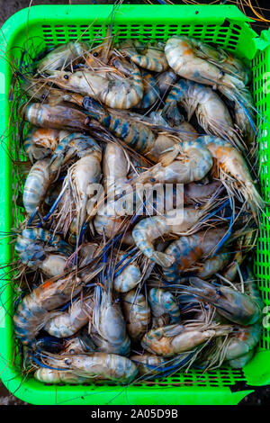 Crevettes fraîches à vendre à Mingalar, marché Nyaung Shwe, le lac Inle, l'État de Shan, Myanmar. Banque D'Images