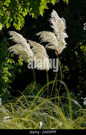 Panicules de fleurs blanc-gris de Cortaderia selloana pumilla, pampas grass contre un fond sombre Banque D'Images