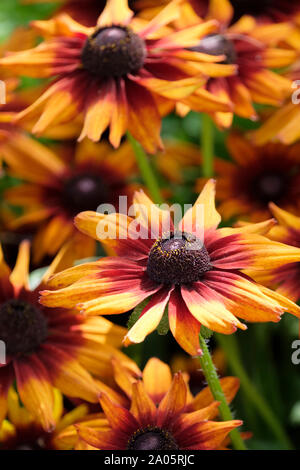 Close-up of Rudbeckia Summerina brown (RDB), 03 et Echibecki Summerina fleurs marron, un croisement entre Rudbeckia x l'échinacée Banque D'Images