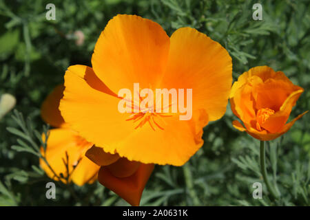 Les belles fleurs orange vif d'Eschscholzia californica, en plein air dans un cadre naturel en close up. Également connu sous le nom de pavot de Californie ou d'or. Banque D'Images