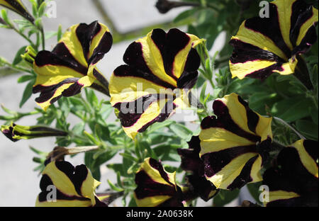 Une belle guirlande de inhabituel et noir rayé jaune fleurs pétunia arrière ensoleillée, sur un arrière-plan gris. Banque D'Images