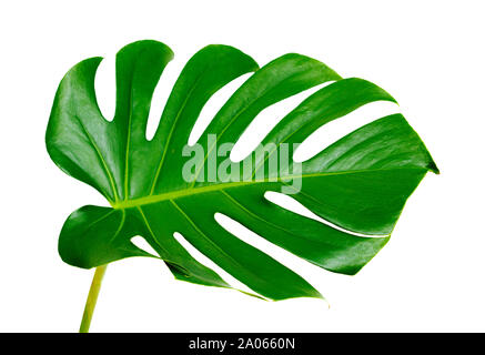 Grandes feuilles vert foncé de monstera plant isolated on white Banque D'Images