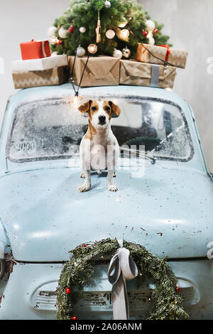 Petit et mignon chien Jack Russell Terrier est assis sur le capot de voiture rétro bleu avec des cadeaux de Noël sur le toit. Voiture rétro classique décorée pour Noël Banque D'Images