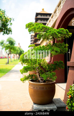 Kaohsiung, Taiwan : un beau vert Bonsai tree à l'Fo Guang Shan Buddha Museum Banque D'Images