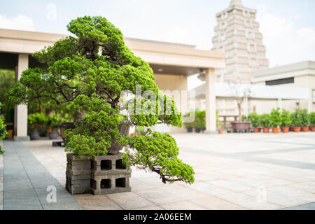 Kaohsiung, Taiwan : gros arbres Bonsaï vert traditionnel à la Fo Guang Shan Buddha Museum Banque D'Images