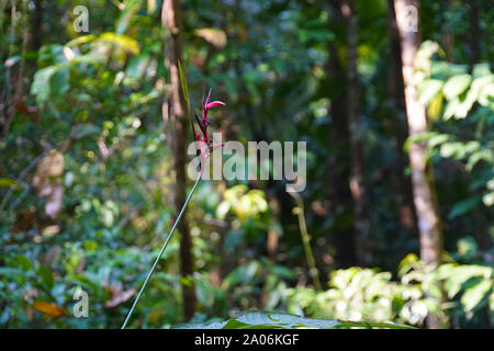 La forêt amazonienne, aussi connu en anglais comme l'Amazonie ou la jungle amazonienne, est une forêt tropicale à feuilles larges humides dans le biome de l'amazone qui couvre la plus grande partie du bassin amazonien d'Amérique du Sud. Ce bassin couvre 7 000 000 km2 (2 700 000 miles carrés), dont 5 500 000 km2 (2 100 000 miles carrés) sont couverts par la forêt tropicale. Cette région comprend la zone appartenant à neuf nations. Banque D'Images