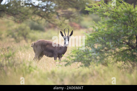 Le Springbok (Antidorcas noir individuels marsupialis) animal antilope morph manger en nature sauvage paysage à Mokala national park en Afrique du Sud Banque D'Images