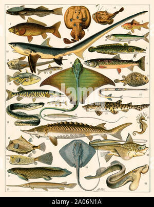 Le requin, l'esturgeon, le saumon, skate, et d'autres poissons. Lithographie couleur Banque D'Images