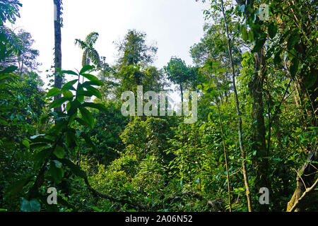 La forêt amazonienne, aussi connu en anglais comme l'Amazonie ou la jungle amazonienne, est une forêt tropicale à feuilles larges humides dans le biome de l'amazone qui couvre la plus grande partie du bassin amazonien d'Amérique du Sud. Ce bassin couvre 7 000 000 km2 (2 700 000 miles carrés), dont 5 500 000 km2 (2 100 000 miles carrés) sont couverts par la forêt tropicale. Cette région comprend la zone appartenant à neuf nations. Banque D'Images