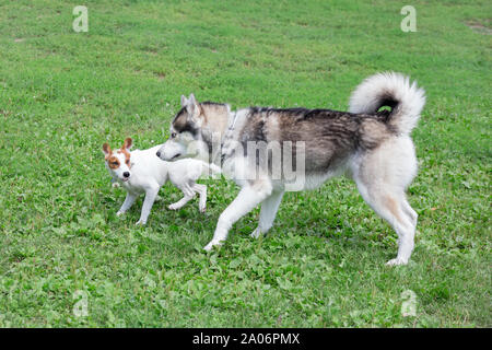 Husky de Sibérie et Jack Russell Terrier puppy jouent sur un pré vert. Animaux de compagnie. Chien de race pure. Banque D'Images