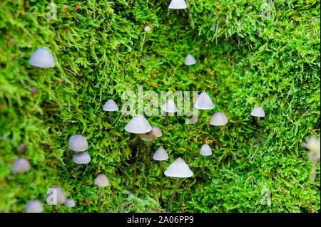 Petit champignon vénéneux mycena blanc sur fond vert. Un groupe de champignons sur une colline couverte de mousse Banque D'Images