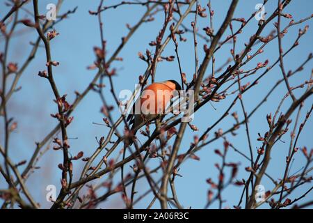 Bullfinch eurasien mâle - Gimpel - Pyrrhula pyrrhula Banque D'Images