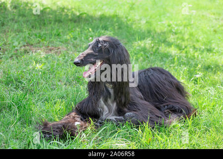 Mignon lévrier afghan est couchée sur un pré vert. Greyhound Greyhound persan ou de l'Est. Animaux de compagnie. Chien de race pure. Banque D'Images