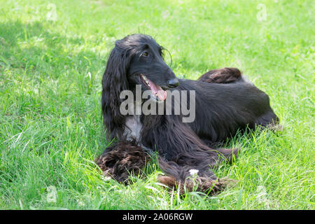 Mignon lévrier afghan est allongé sur une herbe verte. Greyhound Greyhound persan ou de l'Est. Animaux de compagnie. Chien de race pure. Banque D'Images