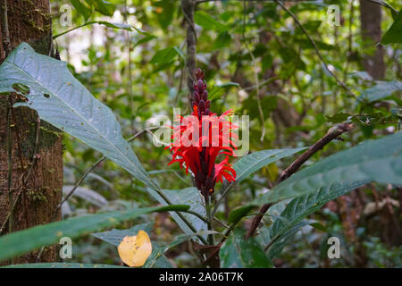 La forêt amazonienne, aussi connu en anglais comme l'Amazonie ou la jungle amazonienne, est une forêt tropicale à feuilles larges humides dans le biome de l'amazone qui couvre la plus grande partie du bassin amazonien d'Amérique du Sud. Ce bassin couvre 7 000 000 km2 (2 700 000 miles carrés), dont 5 500 000 km2 (2 100 000 miles carrés) sont couverts par la forêt tropicale. Cette région comprend la zone appartenant à neuf nations. Banque D'Images