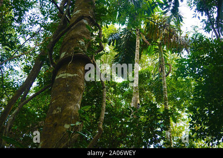 La forêt amazonienne, aussi connu en anglais comme l'Amazonie ou la jungle amazonienne, est une forêt tropicale à feuilles larges humides dans le biome de l'amazone qui couvre la plus grande partie du bassin amazonien d'Amérique du Sud. Ce bassin couvre 7 000 000 km2 (2 700 000 miles carrés), dont 5 500 000 km2 (2 100 000 miles carrés) sont couverts par la forêt tropicale. Cette région comprend la zone appartenant à neuf nations. Banque D'Images