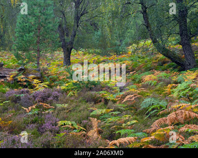 Bracken,heather,de bouleaux et de pins sylvestres Loch an Eilein Ecosse Banque D'Images