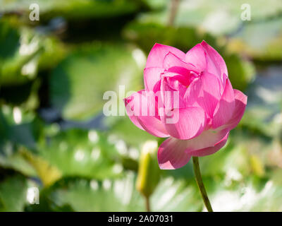 Close up de grande belle rose et jaune fleur de lotus Blossom fleurir sur l'étang au soleil. Sur l'eau et des algues vertes feuilles floue en premier plan Banque D'Images