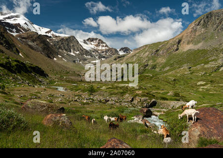 Les chèvres dans la vallée de Martell au Tyrol du Sud (Italie) lors d'une journée ensoleillée en été, Monte Cevedale Banque D'Images