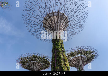 Singapour - Mars 22, 2019 : dans les jardins de la baie. Un jeune et deux Supertrees artificiel adultes dans la région de Golden Garden contre le ciel bleu. Banque D'Images