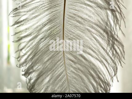 Plumes d'autruche blanc sur une fenêtre background, close-up Banque D'Images