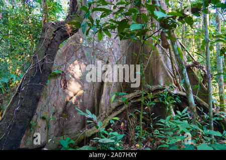 La forêt amazonienne, aussi connu en anglais comme l'Amazonie ou la jungle amazonienne, est une forêt tropicale à feuilles larges humides dans le biome de l'amazone qui couvre la plus grande partie du bassin amazonien d'Amérique du Sud. Ce bassin couvre 7 000 000 km2 (2 700 000 miles carrés), dont 5 500 000 km2 (2 100 000 miles carrés) sont couverts par la forêt tropicale. Cette région comprend la zone appartenant à neuf nations. Banque D'Images