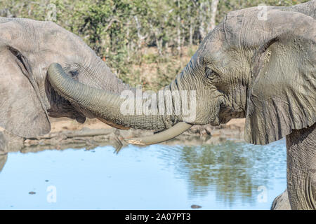 L'interaction sociale entre deux éléphants d'Afrique, Loxodonta africana Banque D'Images