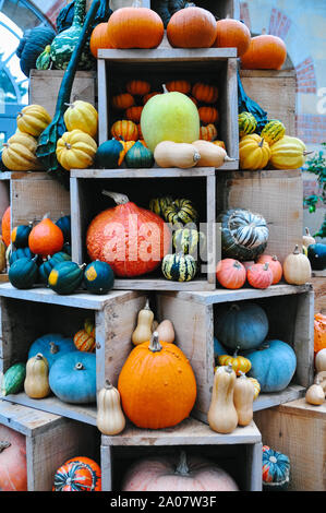 Affichages colorés de citrouilles et courges d'ornement Banque D'Images