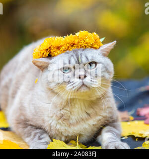 Portrait d'un chat à l'extérieur à l'automne. Cat et de guirlande de fleurs couronné couché sur des feuilles jaunes Banque D'Images