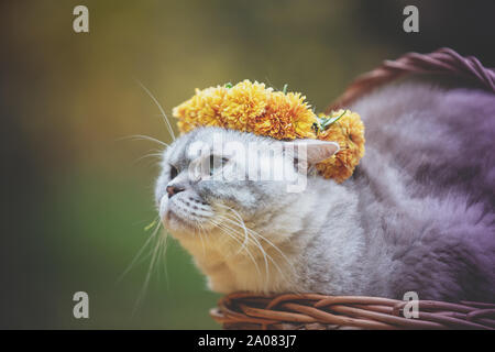 Un chat couronné d'une couronne de fleurs se trouve dans un panier dans le jardin d'été Banque D'Images