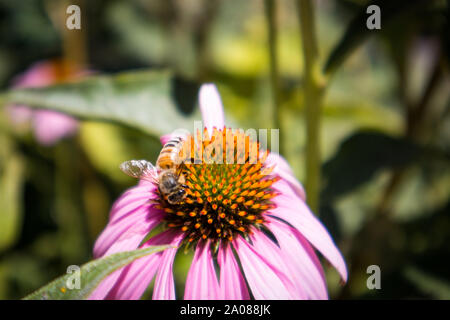 Echinecea Fleurs dans jardin avec Bee Banque D'Images