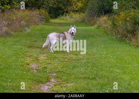 Chien qui court dans la pelouse, Husky de Sibérie qui saute dans le parc. Banque D'Images