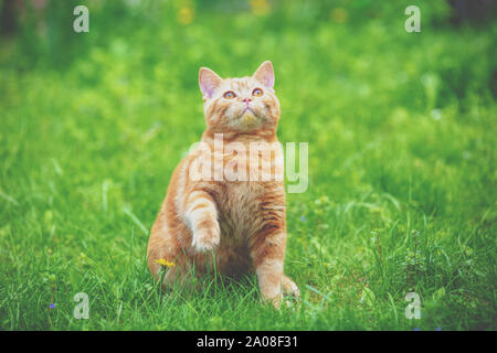 Funny chaton rouge est assis sur une pelouse verte avec une patte jusqu' Banque D'Images