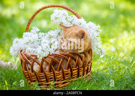 Le mignon petit chat de gingembre est assis dans un panier avec des fleurs lilas blanc sur la pelouse verte Banque D'Images