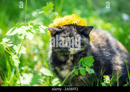 Belle petite écaille chaton couronné d'une guirlande de fleurs de pissenlit assis sur l'herbe dans un jardin d'été Banque D'Images