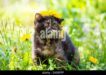 Belle petite écaille chaton couronné d'une guirlande de fleurs de pissenlit assis sur l'herbe dans un jardin d'été Banque D'Images