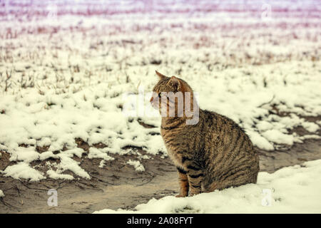 Cute cat se trouve sur un champ neigeux en hiver Banque D'Images