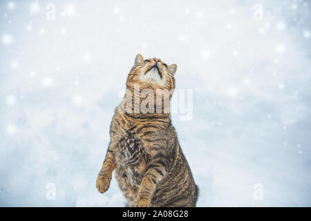 Un chat se dresse sur ses pattes arrière on a snowy winter street. Chat drôle joue avec la neige Banque D'Images