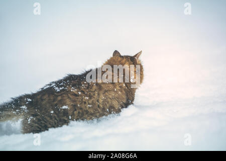 Chat sibérien marche dans la neige profonde neige en hiver. Retour à l'appareil photo Banque D'Images