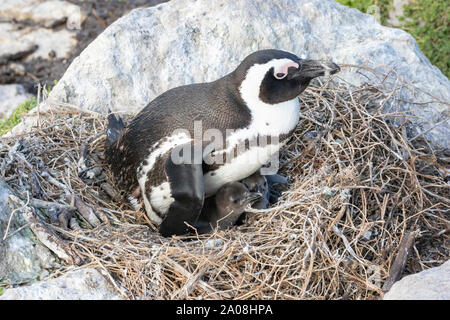 Manchot des profils et les poussins sur nid (Spheniscus demersus) La réserve de Stony Point, Betty's Bay, Western Cape, Afrique du Sud les espèces vulnérables Banque D'Images