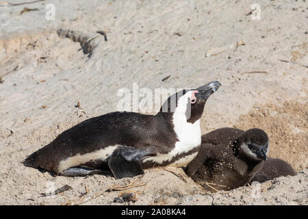 Pingouins africains Jackass Penguin, (Spheniscus demersus) Boulders Beach, Simonstown, Cape Town, Afrique du Sud. Des profils avec chick sur son nid. Spec vulnérables Banque D'Images