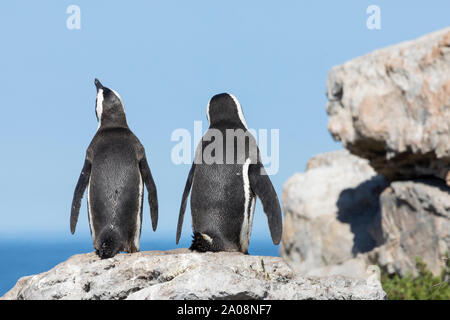 Pingouins africains (Spheniscus demersus) La réserve de Stony Point, Betty's Bay, Western Cape, Afrique du Sud, les espèces vulnérables. Jackass Penguin Banque D'Images