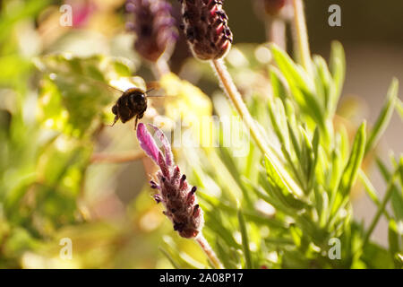 Abeille sur Lavender Plant & pollinisateurs à nectar Banque D'Images
