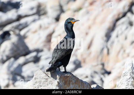 Ou Cape Cormorant (Phalacrocorax capensis Cape Shag) Stony Point Nature Reserve, Betty's Bay, Western Cape, Afrique du Sud. Quasi menacée endémique sp Banque D'Images