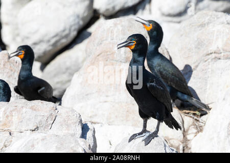 Ou Cape Cormorant (Phalacrocorax capensis Cape Shag) Stony Point Nature Reserve, Betty's Bay, Western Cape, Afrique du Sud. Quasi menacée endémique sp Banque D'Images