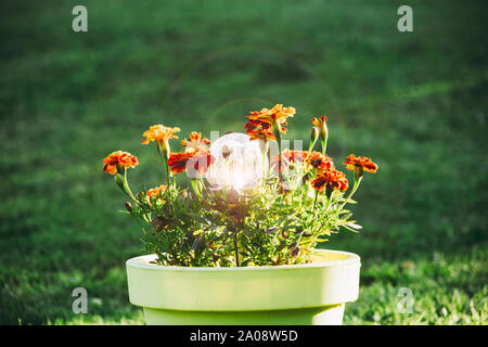 La lampe de jardin à LED solaire en verre crépitant rond est allumée. La lampe est dans un grand pot en plastique vert citron où les fleurs de tagetes orange poussent, vert g Banque D'Images