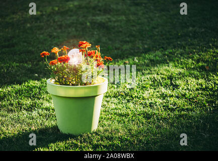 La lampe de jardin à LED solaire en verre crépitant rond est allumée. La lampe est dans un grand pot en plastique vert citron où les fleurs de tagetes orange poussent, vert g Banque D'Images